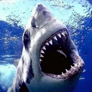 Meet your Posher, Shannon